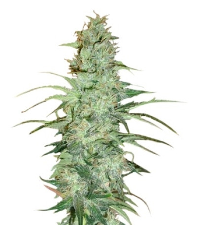 Super Skunk reg (Nirvana Seeds) семена конопли