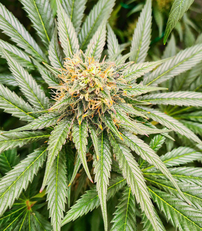 Watermelon Zkittlez fem семена конопли