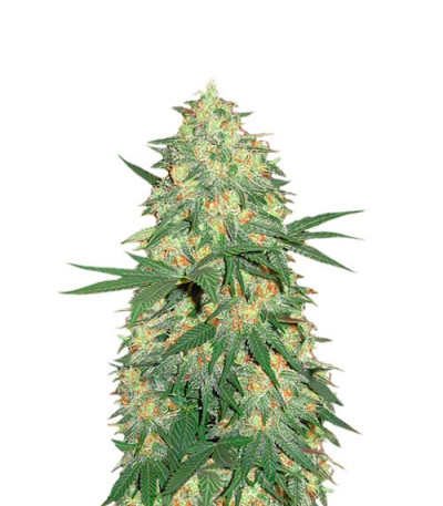 White Rhino reg (Nirvana Seeds) семена конопли