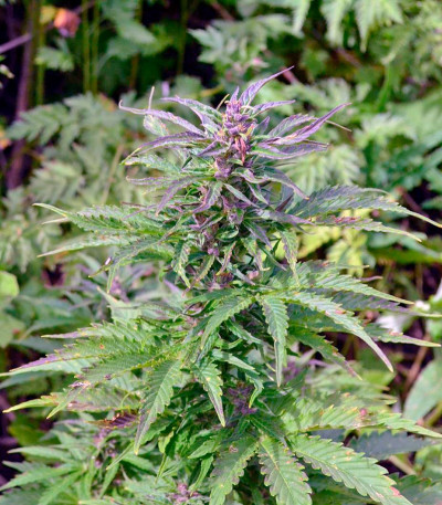 Autoflowering White Russian #1 fem (Serious Seeds) семена конопли