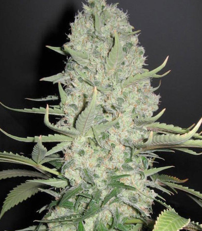 White Widow x Big Bud fem (Female Seeds) семена конопли