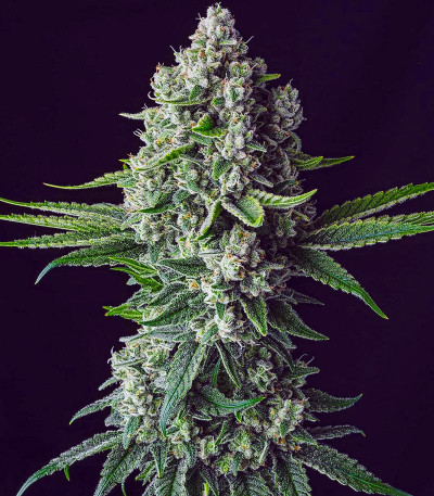 Zweet OG R2 fem (Ethos Genetics) семена конопли