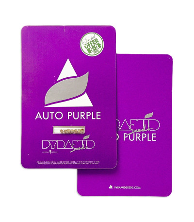 Auto Purple fem (Pyramid Seeds) семена конопли