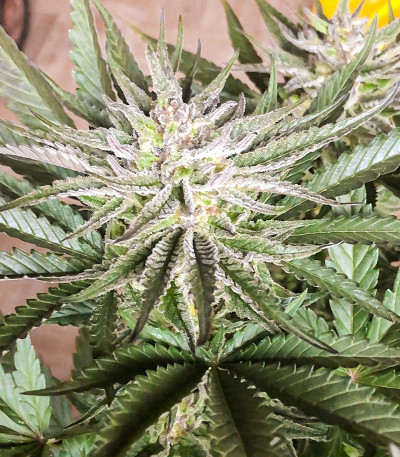Deep Mandarine CBD fem (Delicious Seeds) семена конопли