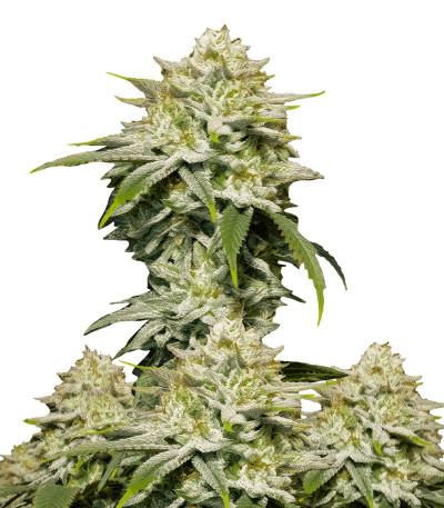 Gorilla Cookies FF fem (FastBuds) семена конопли