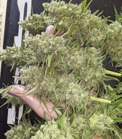 Monster Gelato (Monster Genetics) семена конопли