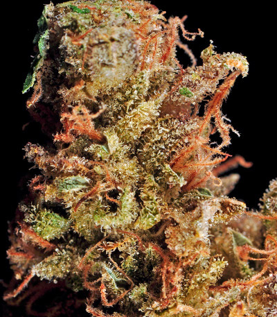 Afgooey fem (Strain Hunters) семена конопли