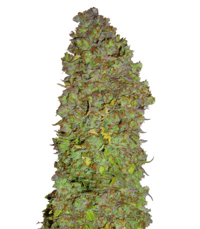 Auto-Bomb fem семена конопли