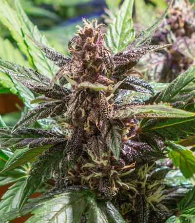 Auto Purple fem (Pyramid Seeds) семена конопли