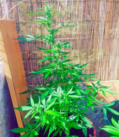 Auto White Widow fem (00 Seeds) семена конопли