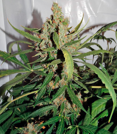 Auto Wembley fem (Pyramid Seeds) семена конопли