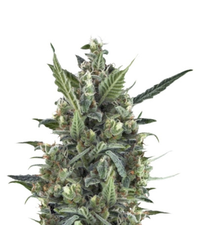 Blue Cheese Automatic fem (Royal Queen Seeds) семена конопли