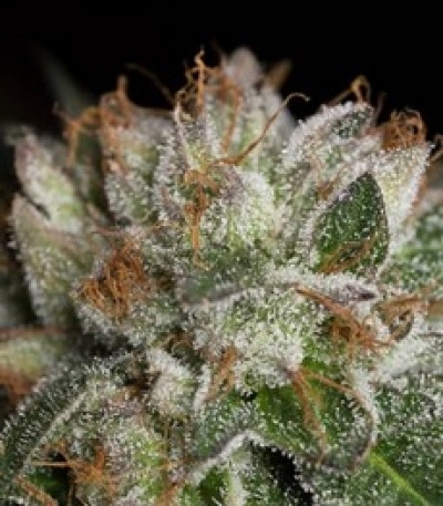 Bubba Kush fem (Dinafem Seeds) семена конопли
