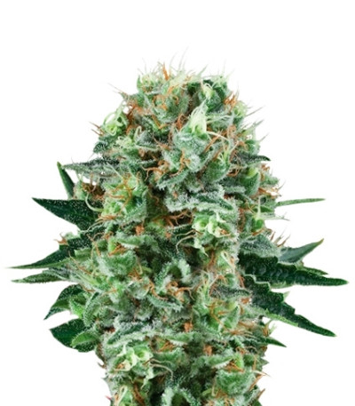 Bubble Kush fem (Royal Queen Seeds) семена конопли