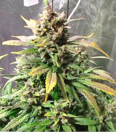 Dizzy Lights Auto fem (Dr. Krippling Seeds) семена конопли