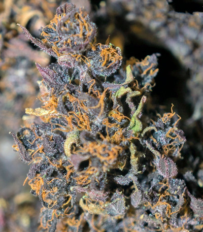 Семена марихуаны Frisian Duck