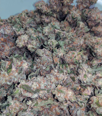 Girl Scout Cookies fem семена конопли