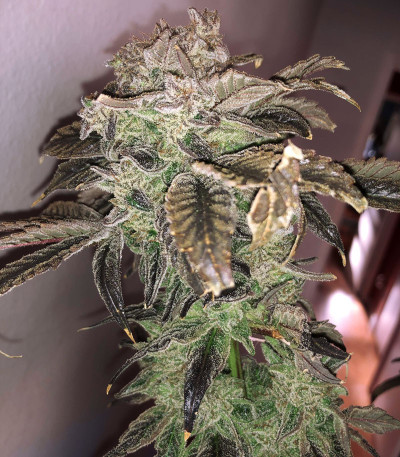 Golosa Early Version fem (Delicious Seeds) семена конопли