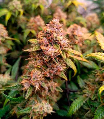 Jelly Donutz Auto fem (Humboldt Seed Company) семена конопли