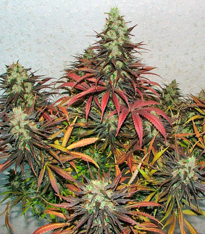 Kalichakra reg семена конопли