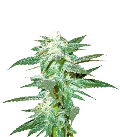 Kushberry reg (DNA Genetics) семена конопли