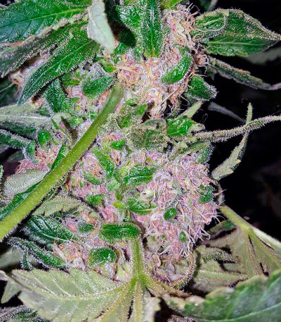 Mendocino Purple Kush fem семена конопли