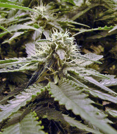 Nebula fem (Paradise Seeds) семена конопли