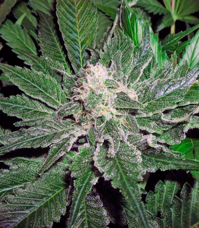 OG Kush fem конопля