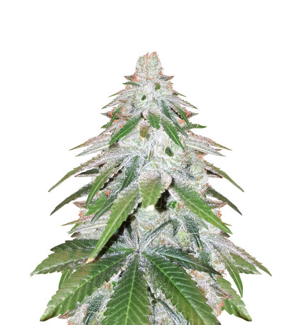 Punch Cookies fem (Original Sensible Seeds) семена конопли