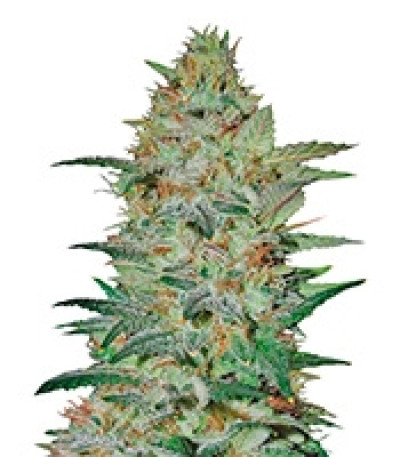 Sensible Star fem семена конопли