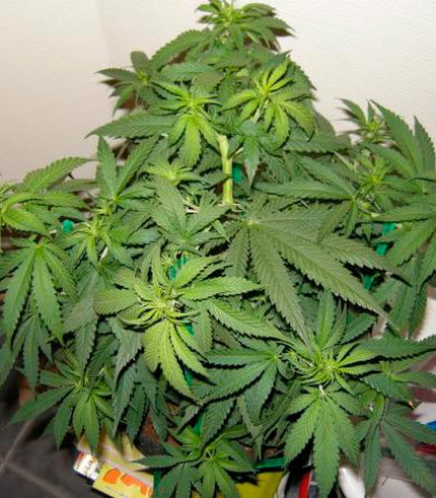 Sugar Black Rose fem (Delicious Seeds) семена конопли