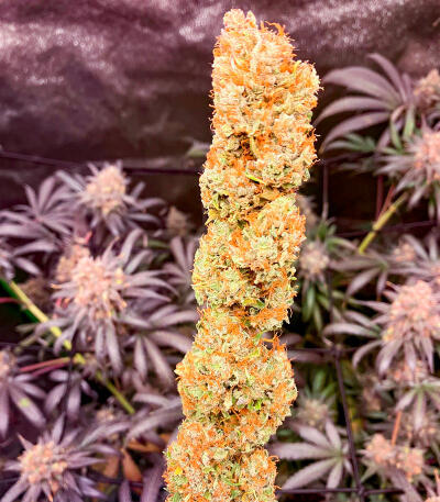 Sour Diesel Autoflower fem (Seedkeepers) семена конопли