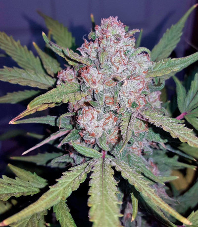 Stardawg auto fem (FastBuds) семена конопли