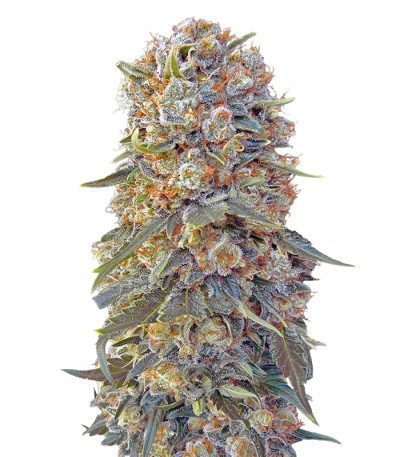 Sweet Critical fem (00 Seeds) семена конопли