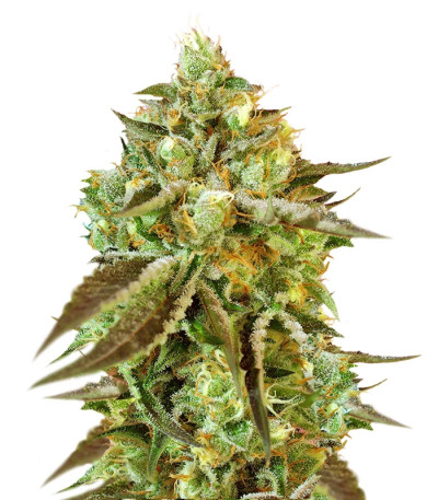 Купить семена марихуаны Sweet Nurse Auto CBD шишки