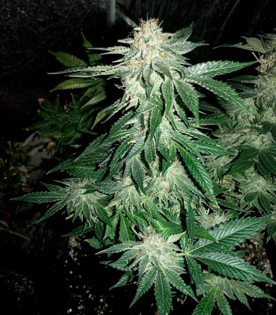 The New fem (Humboldt Seeds) семена конопли