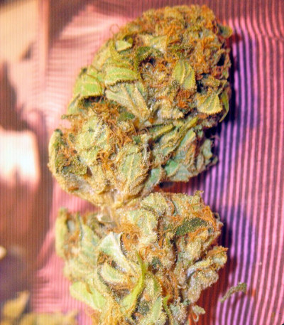 Trainwreck fem (Humboldt Seeds) семена конопли