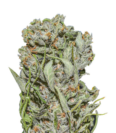 White Critical Express (Kalashnikov Seeds) семена конопли