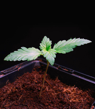 Dos Si Dos 33 fem (Barney's Farm) семена конопли