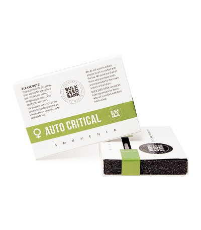 Auto Critical fem (Bulk Seed Bank) семена конопли