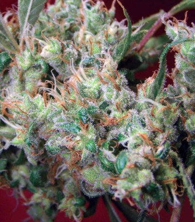 2046 fem семена конопли