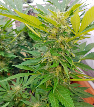 Amnesi-K fem семена конопли