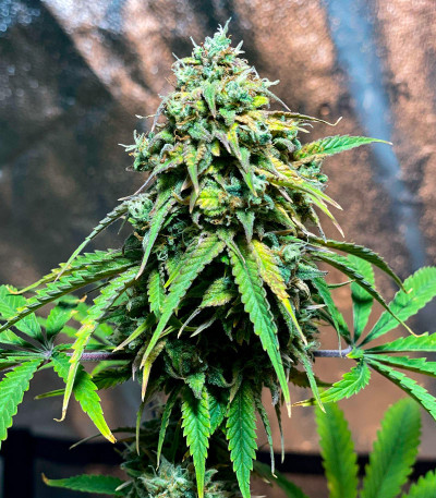 Семена сорта конопли Amnesia Haze