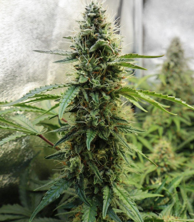 Aurora Green Auto fem (Sumo Seeds) семена конопли