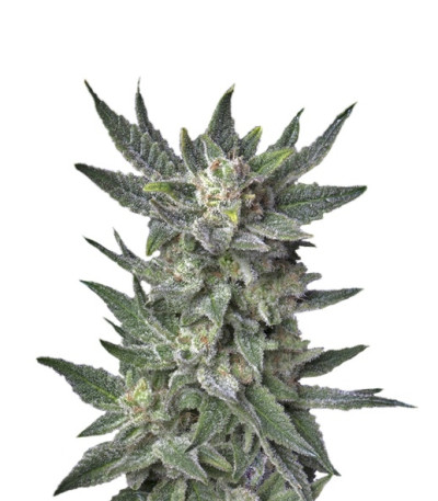 Auto Bubblegum fem (TH Seeds) семена конопли