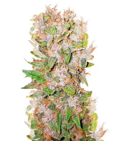 Auto Mimosa Punch fem (Advanced Seeds) семена конопли