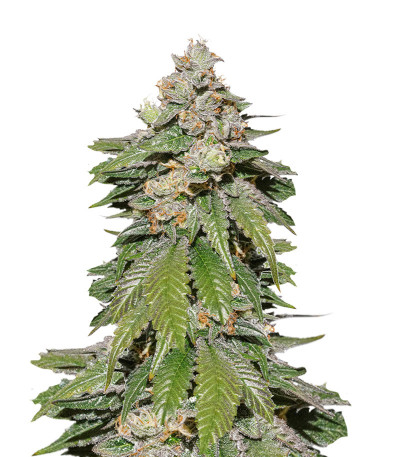 Auto Mokum's Tulip fem (Dutch Passion) семена конопли