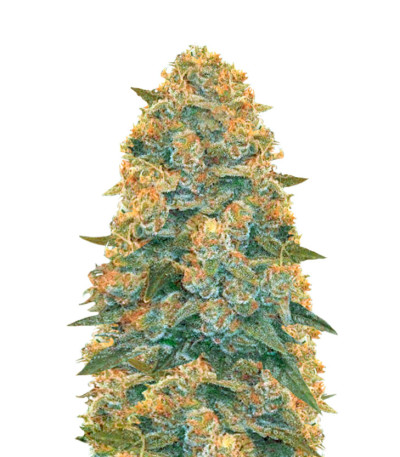 Auto Blow Dream fem (Victory Seeds) семена конопли