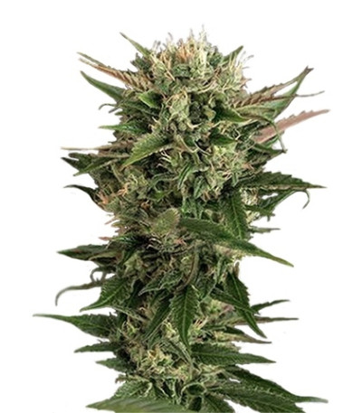 Купить семена конопли Blue Cheese шишки