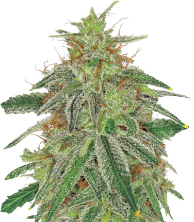 Blue Mammoth Auto fem семена конопли